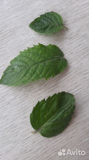 Мята свежая