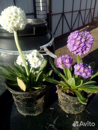 Примулы. Армерии. Многолетние цветы