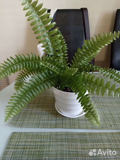 Хлорофитум хохлатый. Нефролепис.Сциндапсус