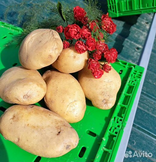 Картофель Барс (белый лапоть) семенной, 1 кг