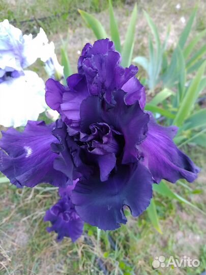 Ирисы бородатые сортовые