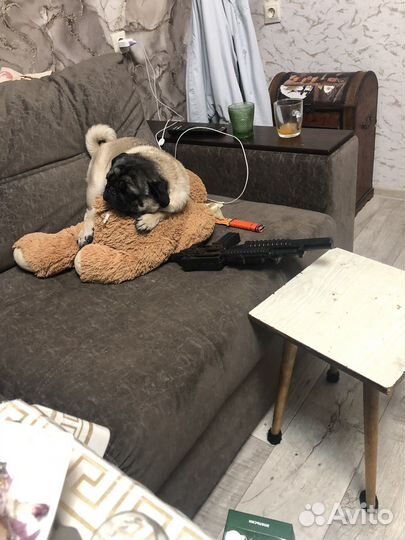 Мопс вязка мальчик