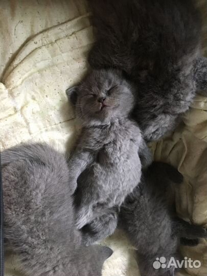 Котята британцы