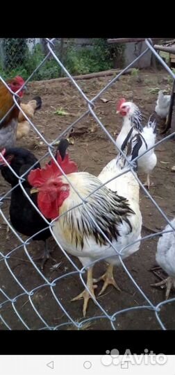 Яйцо инкубационное, от домашних кур