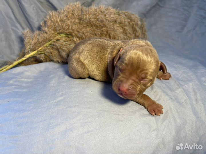 10 шикарных малышей,с документами