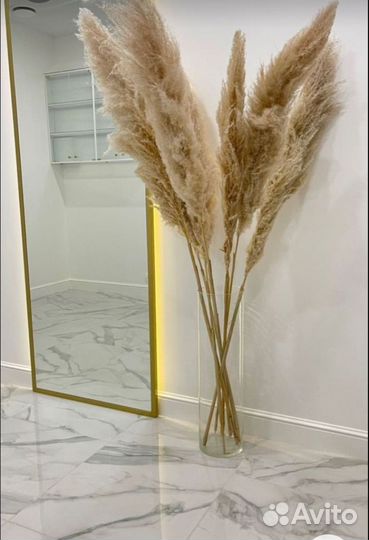 Кортадерия пампасная трава