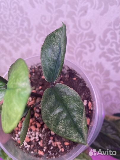 Замиокулькас lucky white