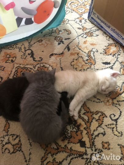 Шотландские котята