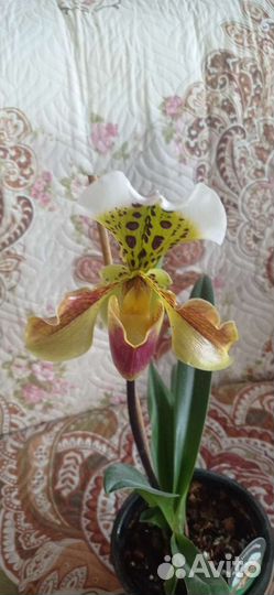 Орхидея венерин башмачок