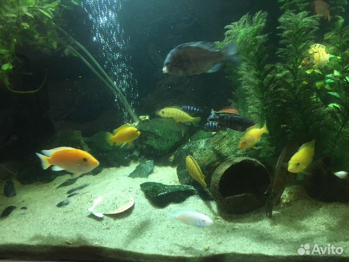 Аквариум на 500 литров