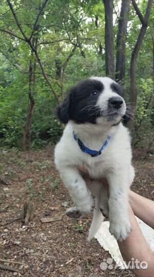 Раздадим 8 замечательных щенков