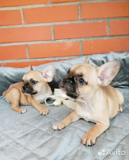 Щенки французского бульдога