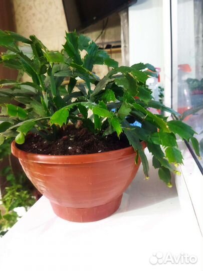 Шлюмбергера (декабрист) белая