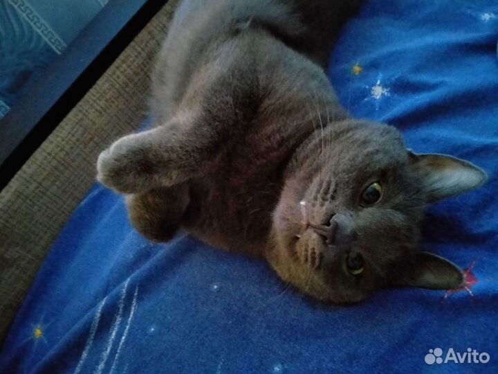 Кот на вязку