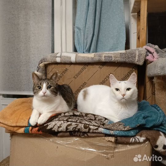 Кошка Буся в добрые руки