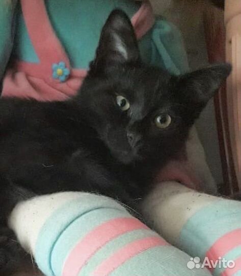 Девочка котенок Багира