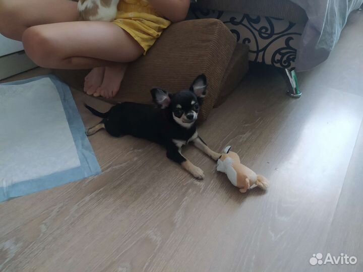Чихуахуа мини девочка