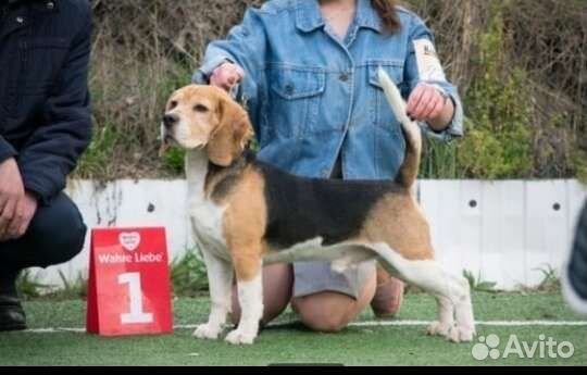 Щенки (девочки и мальчик )