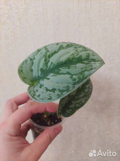 Сциндапсус Pictus Tribi