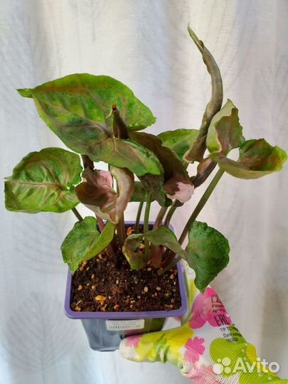 Сингониум Strawberry Ice