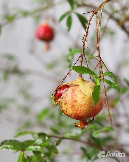 Гранат домашний мини