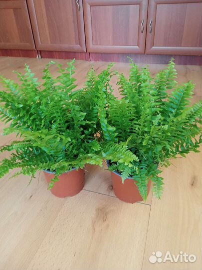 Папоротник Грин Момент