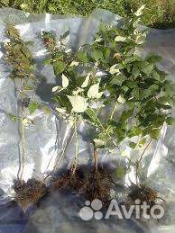 Саженцы малины