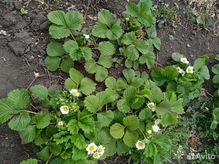 Клубника рассада