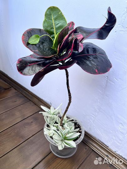 Кротон тайский буссарин