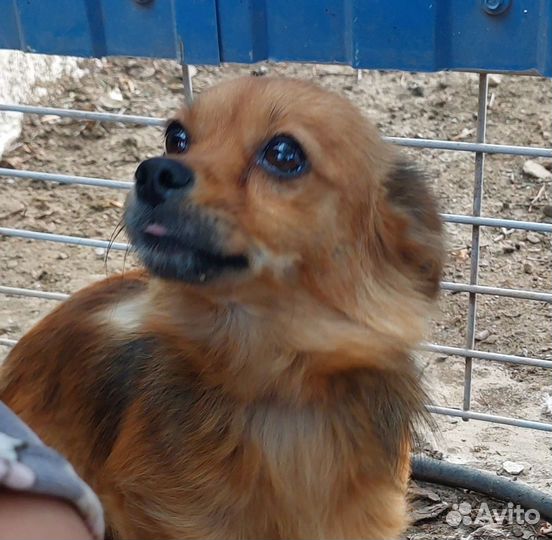 Собака в добрые руки отдам бесплатно