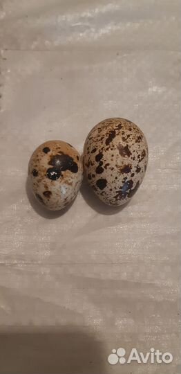 Яйца перепелиные для ваших кошек,собак и т.д