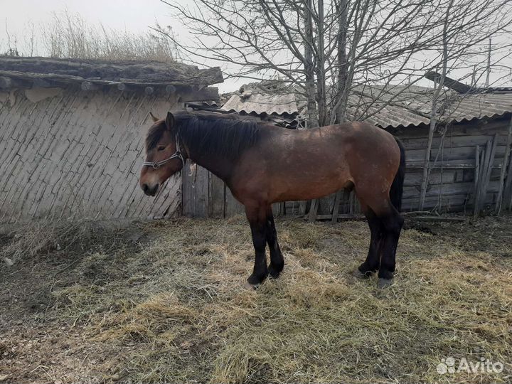 Продажа лошадей