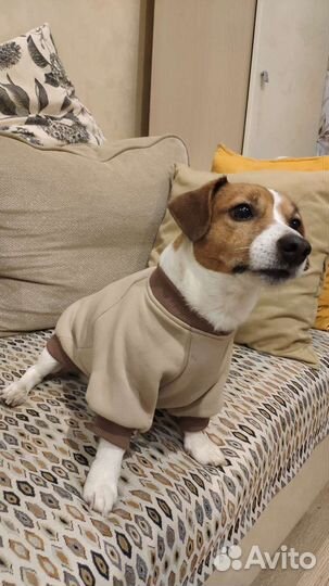 Худи для собаки Джек Рассел терьер