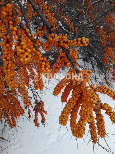 Дом 66 м² на участке 12 сот.