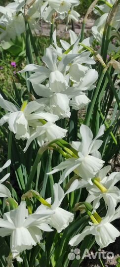 Нарцисс триандрусовый 