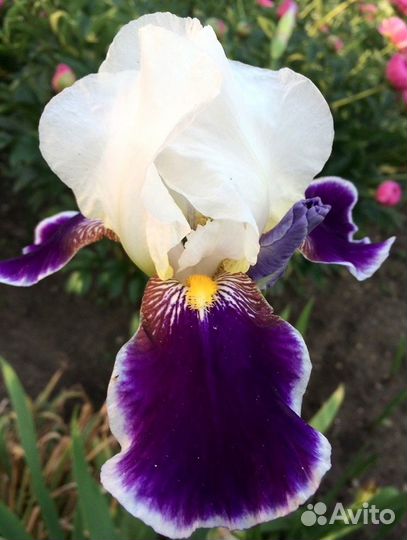 Ирисы бородатые сортовые