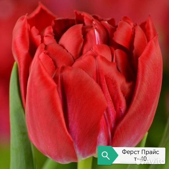 Луковицы тюльпанов(детка)