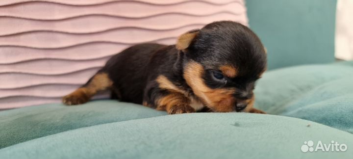 Щенки Йоркширский терьер