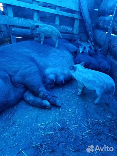 Поросята
