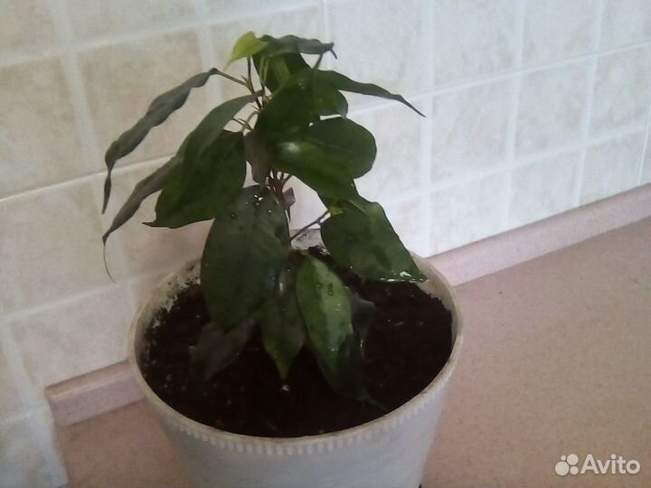 Фикус Бенджамина