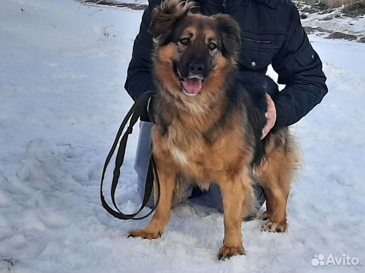 Метис овчарки