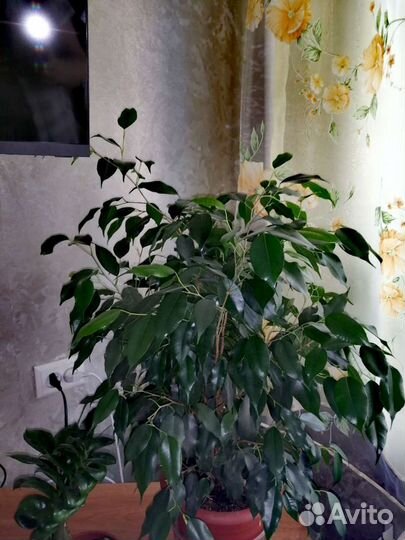 Фикус бенджамина большой