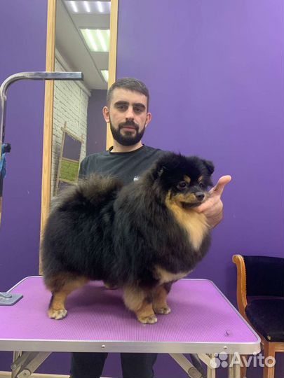 Груминг собак