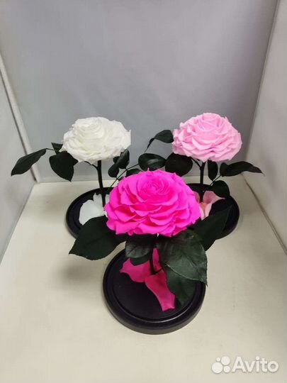 Подарок на новый год/ Цветы оптом