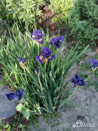 Ирисы японский и сибирские