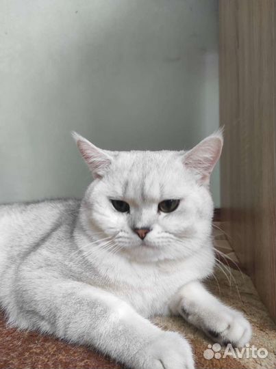 Кот на вязку