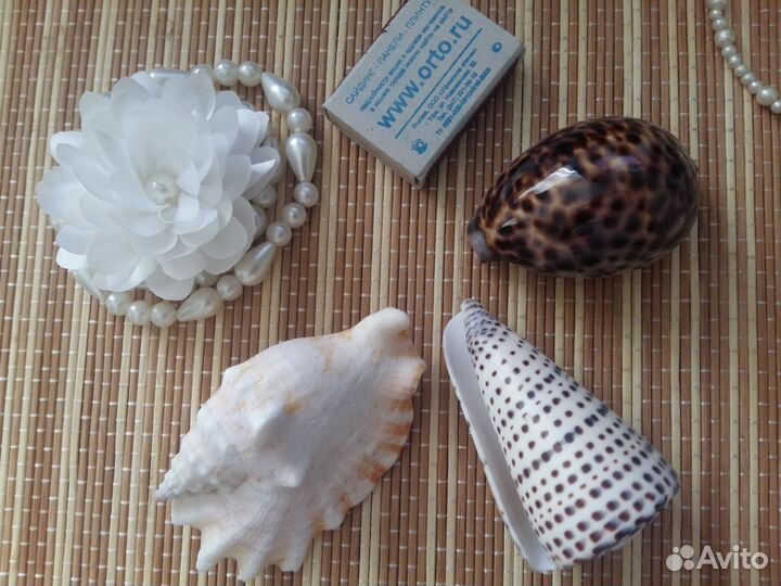 Морские ракушки и камни