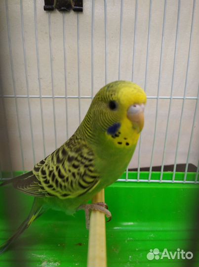 Волнистый попугай