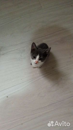 Котята в дар бесплатно