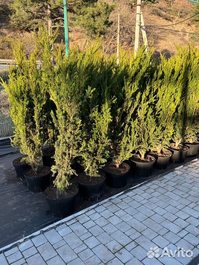 Тис Хилли (Taxus Hilli) 1,5-1,75 cm